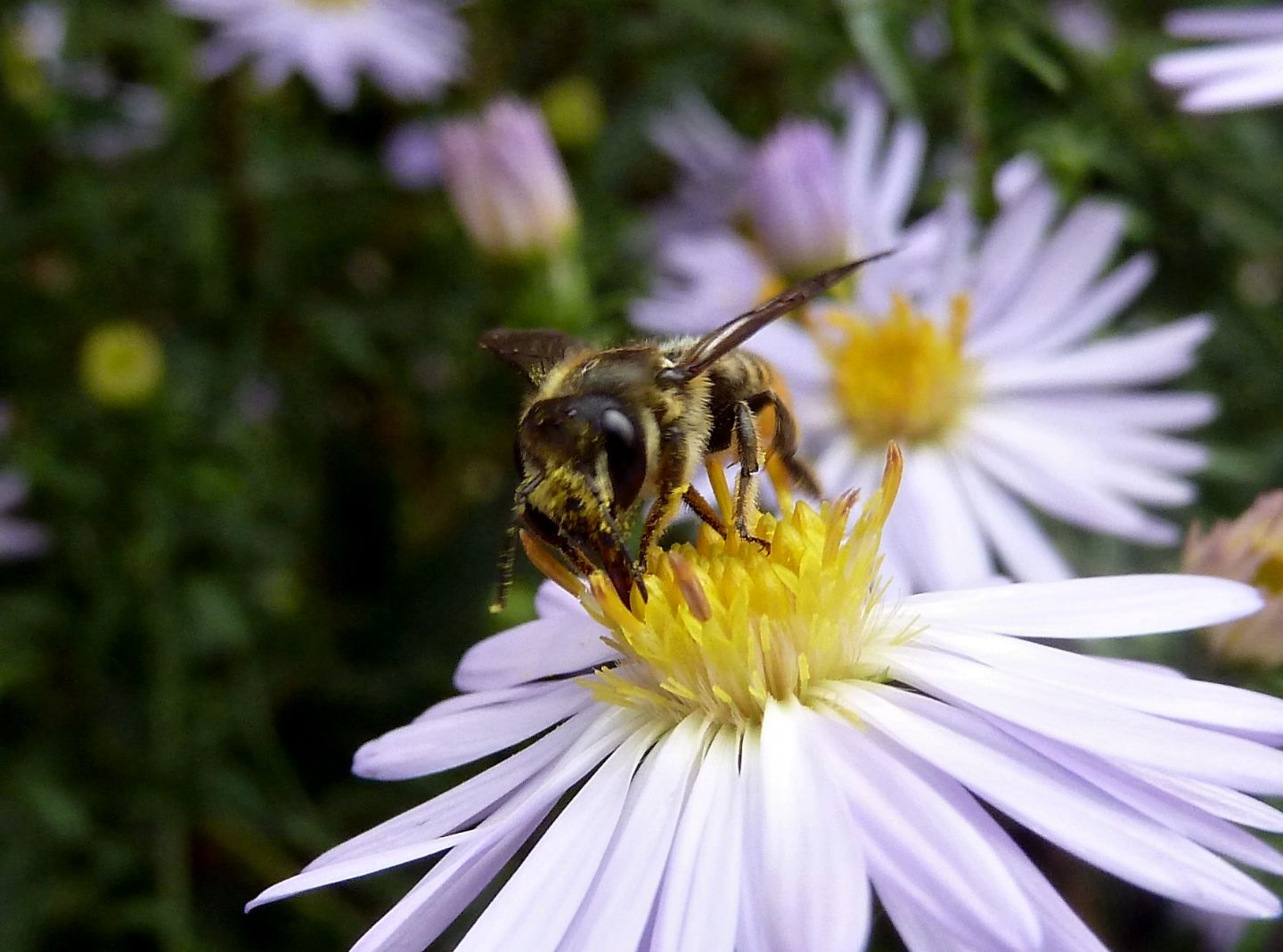 Megachile cfr. centuncularis, Apidae Megachilinae